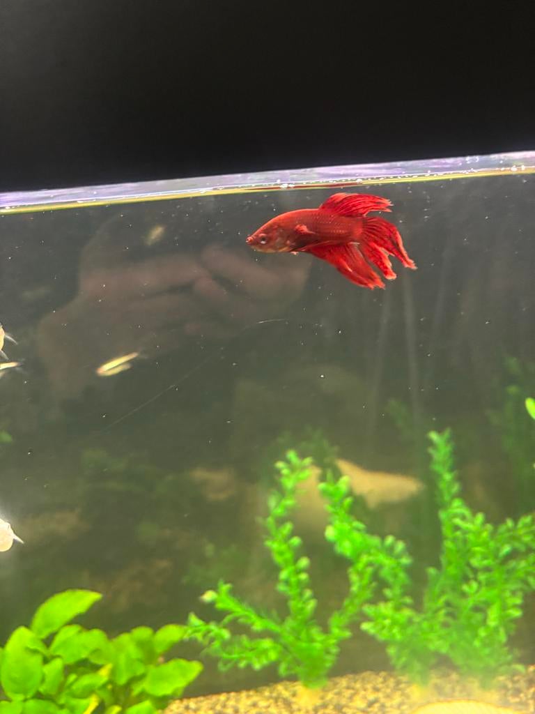 Betta vis, Vis