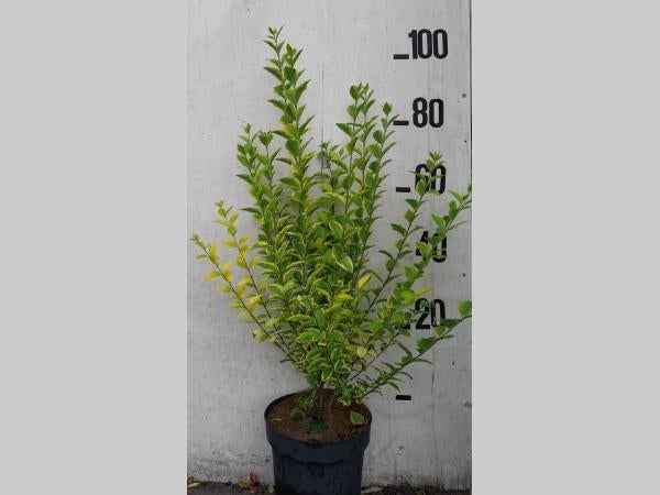 HAAG Ligustrum ovalifolium 'Aureum' Bonte Haagliguster, Overige soorten, Vaste plant, Ophalen of Verzenden, Halfschaduw