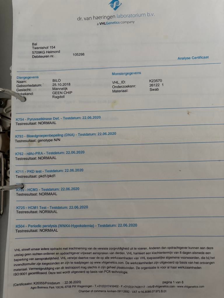 Foto 25 van Ragdoll DNA GETEST(dekkater)NIET TE KOOP