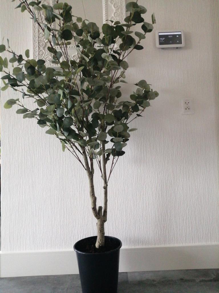 Grote Eucalyptus Kunstplant Kunstboom 180 hoog, Ophalen, Nieuw, Binnen