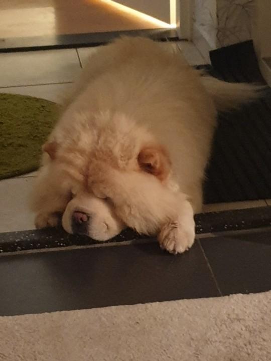 Chow chow dekreu., Particulier, Buitenland, Parvo, Eén hond