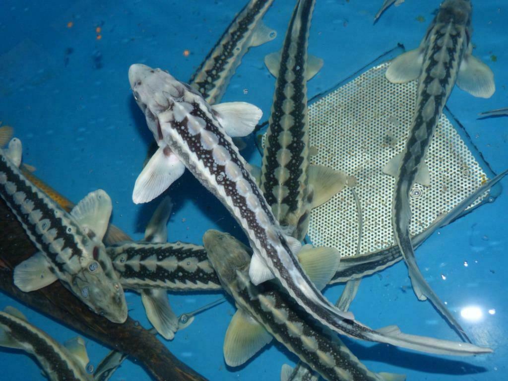Grootste collectie Vijvervissen, koi en steuren vd Regio, Dieren en Toebehoren, Vissen | Vijvervissen, Goudvis(sen)