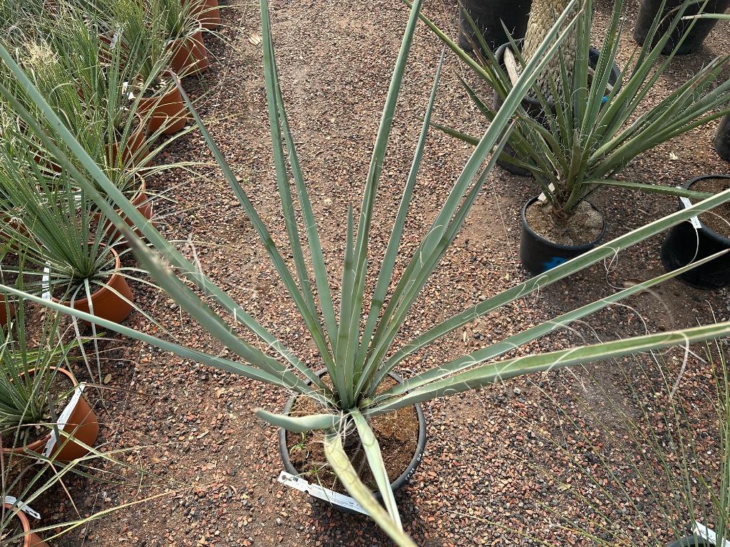 Yucca baccata te koop Palmexpert bomen- en plantencentrum, Tuin en Terras, Planten | Bomen, Overige soorten, Minder dan 100 cm