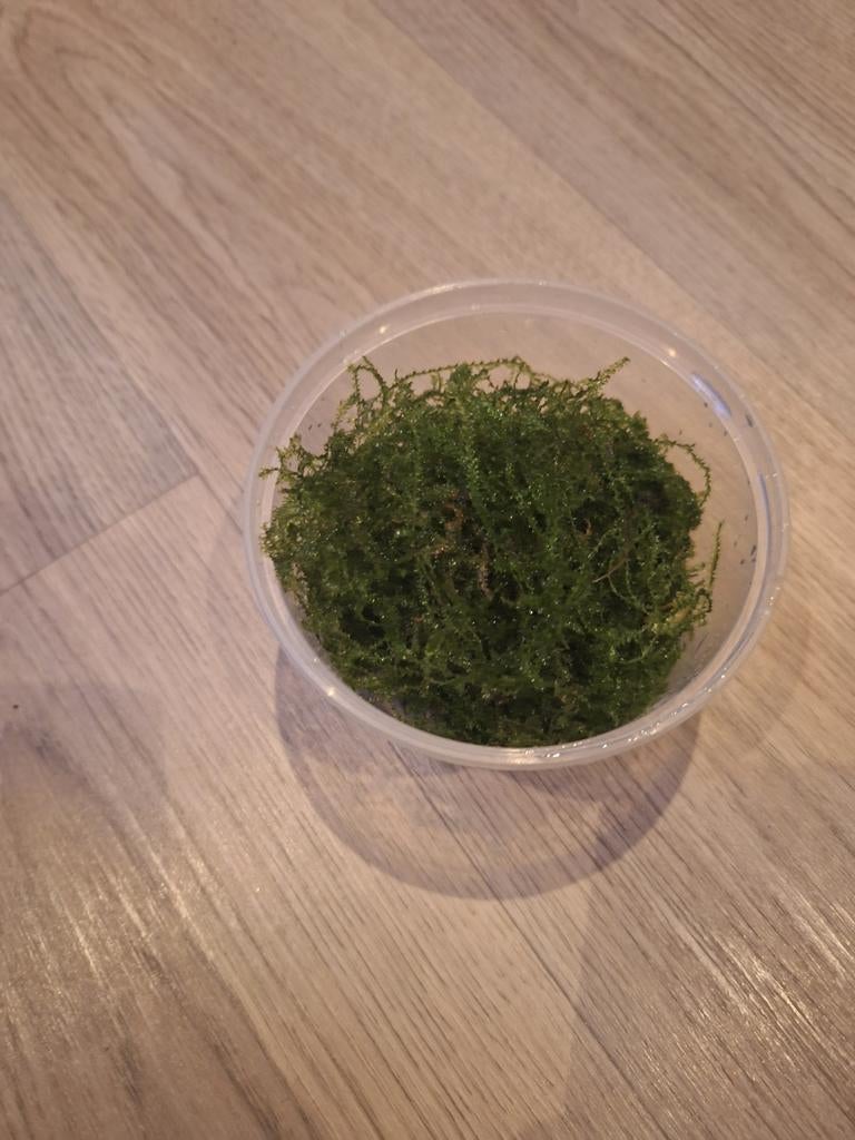 Javamos, Dieren en Toebehoren, Vissen | Aquaria en Toebehoren, Ophalen, Nieuw, Plant(en), Steen of Hout
