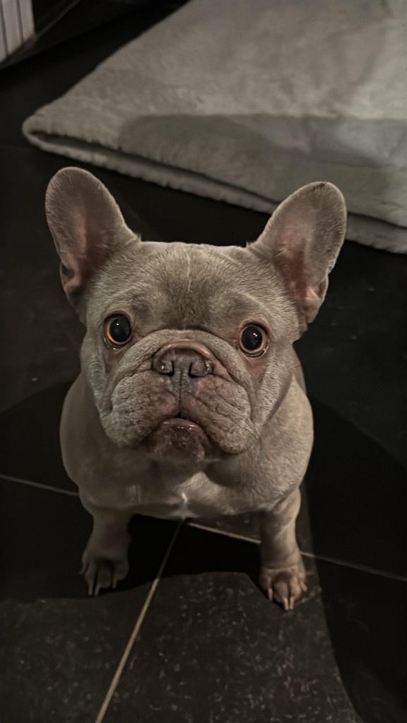 Franse bulldog, Dieren en Toebehoren, België, Particulier, 1 tot 2 jaar, Teef