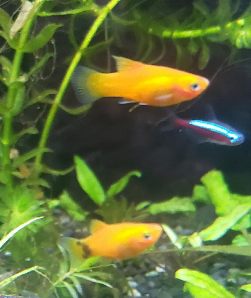 2 mickey mouse platys en 1 oranje hoogvin platy, Vis
