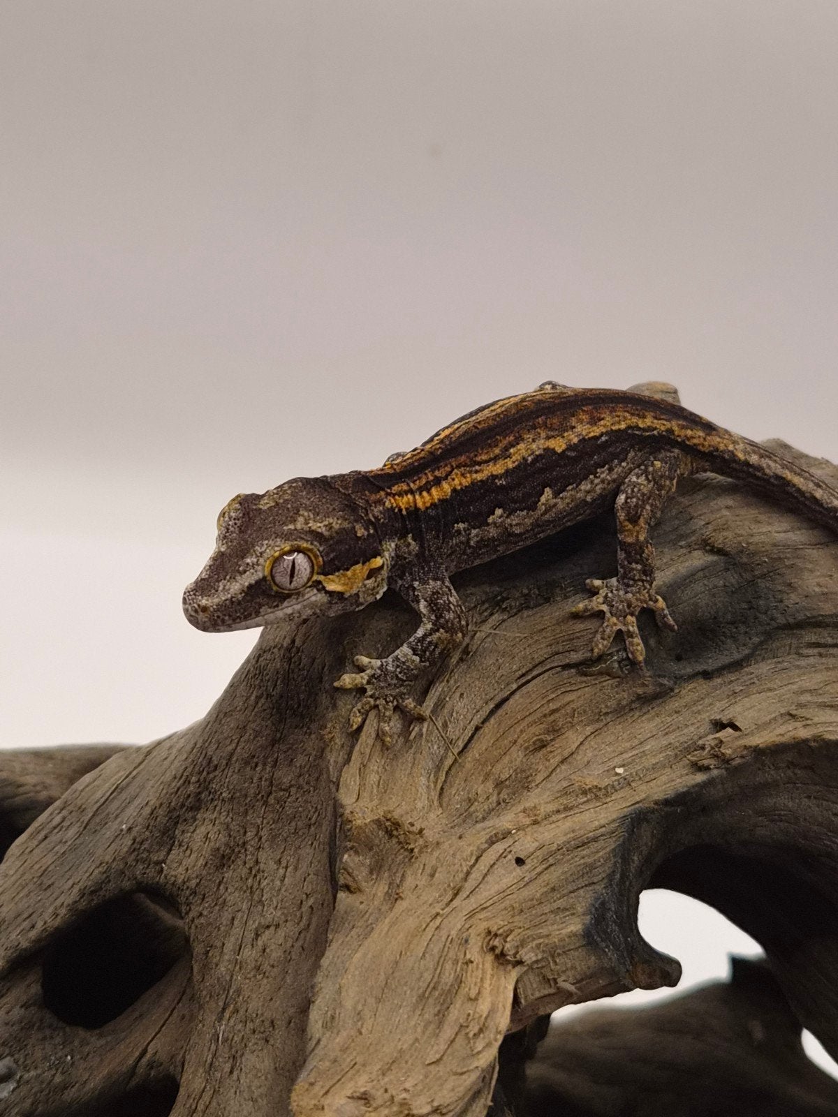 gargoyle gekko maand oud, Hagedis, Tam, 0 tot 2 jaar