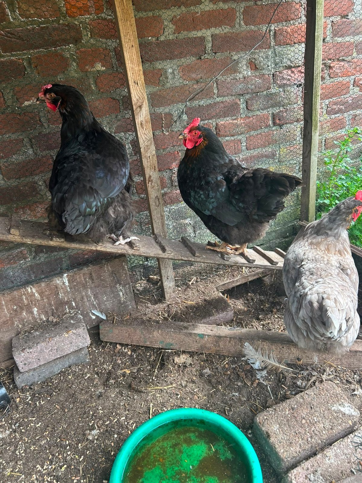 2 Harco Kippen + Koningsberger + Haan, Dieren en Toebehoren, Pluimvee, Vrouwelijk, Kip