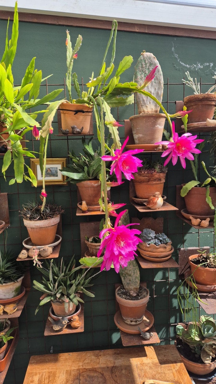Epiphyllum stekjes - Levendige roze bloemen, Huis en Inrichting, Ophalen of Verzenden, Cactus, Minder dan 100 cm, Bloeiende kamerplant