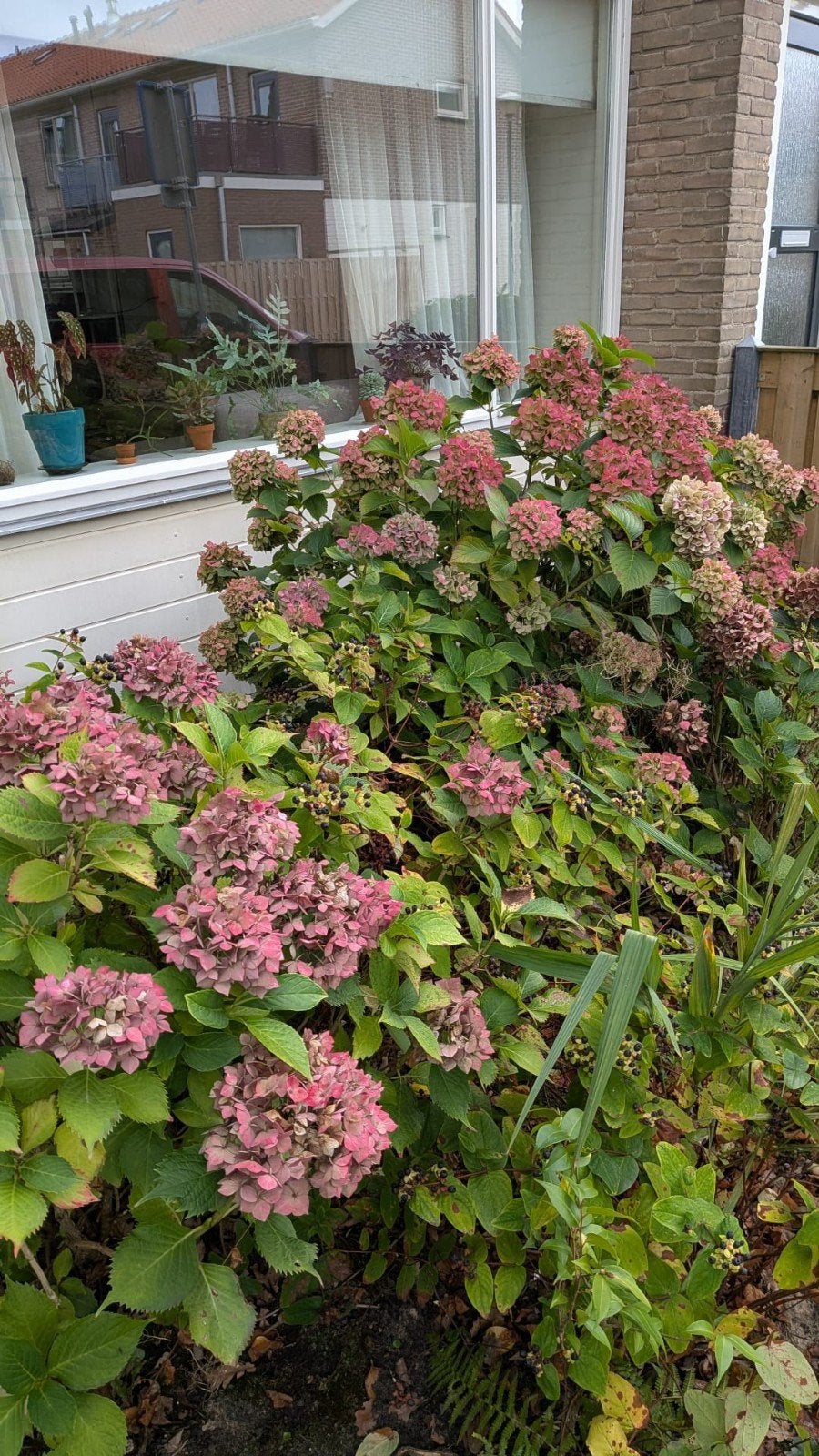 Gratis Hortensia's in Baarn, zelf uitgraven, Tuin en Terras, Ophalen, Overige soorten, Halfschaduw