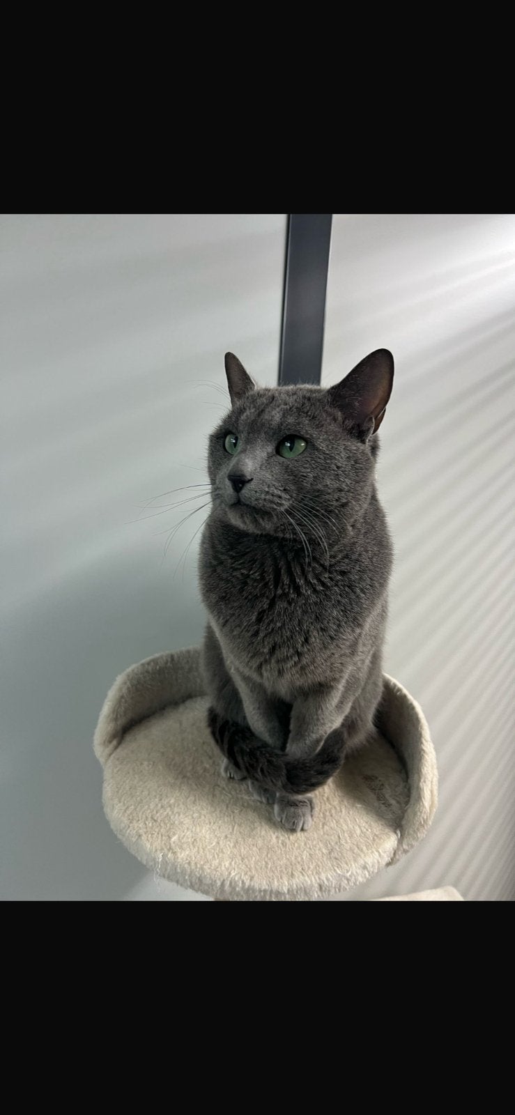 Blauwe rus kater, Dieren en Toebehoren, Katten en Kittens | Raskatten | Korthaar