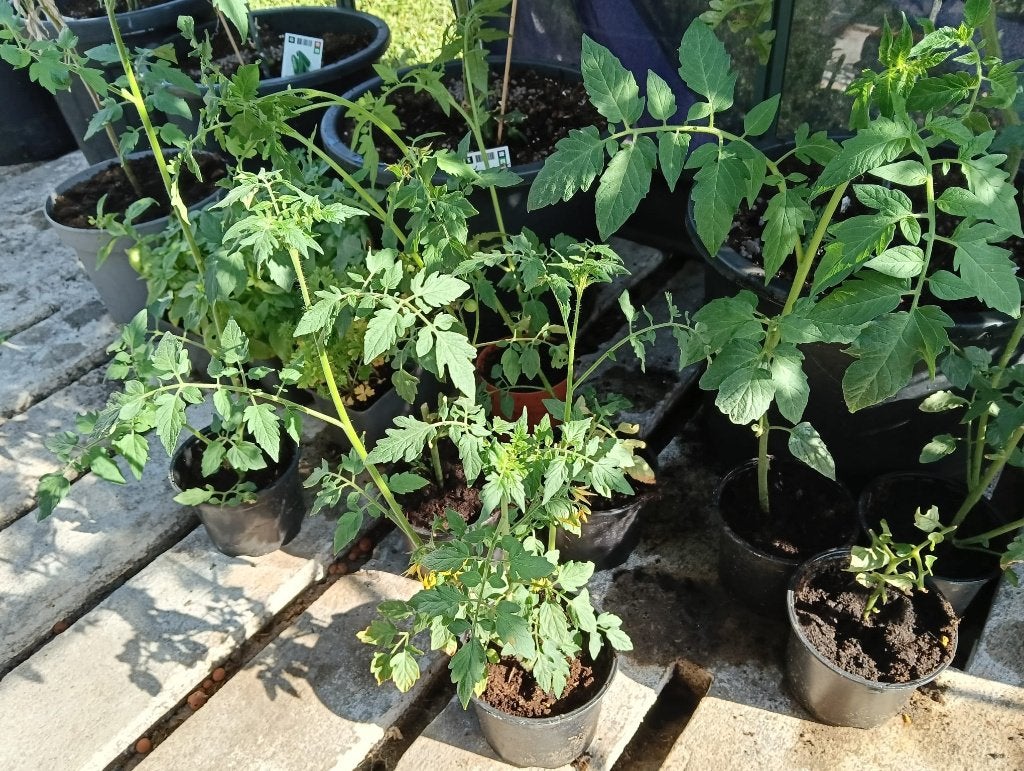 Te koop tomatenplanten, Tuin en Terras, Planten | Tuinplanten, Ophalen, Volle zon, Groenteplanten, Eenjarig