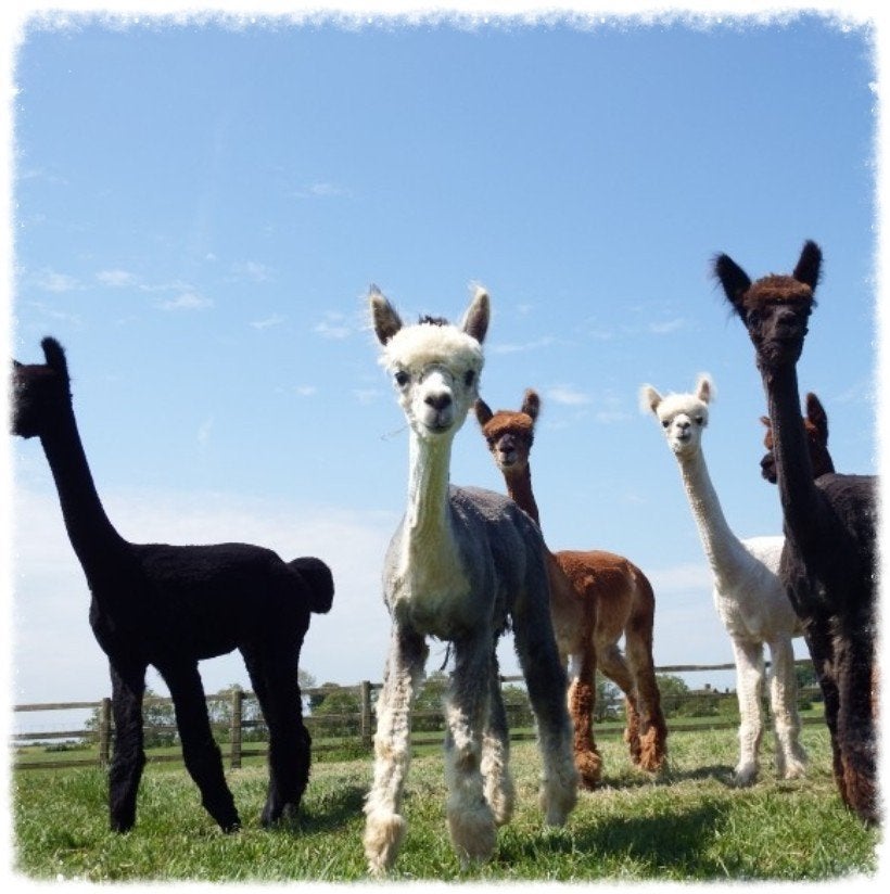 Alpaca male colts to buy, Dieren en Toebehoren, Januari, Mannelijk