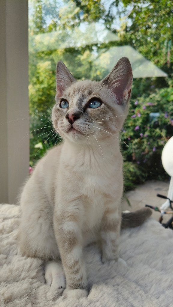 Ragdoll X Kittens, Meerdere dieren, Gechipt, 0 tot 2 jaar