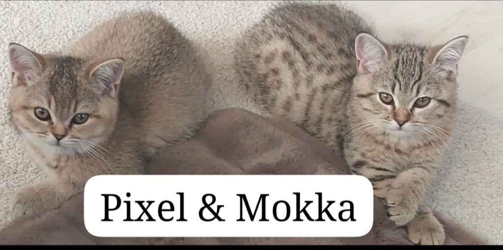 Britse Korthaar kittens, Dieren en Toebehoren, Meerdere dieren, Met stamboom, 0 tot 2 jaar