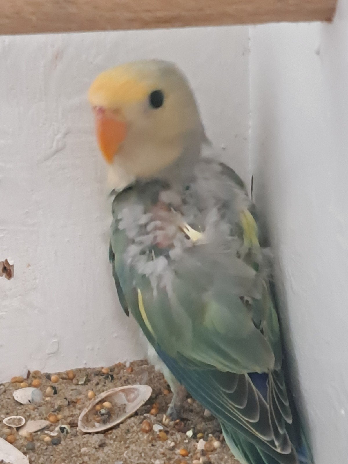 agapornis baby jonkie vogel love bird vogel, Dieren en Toebehoren, Meerdere dieren, Parkiet, Tam