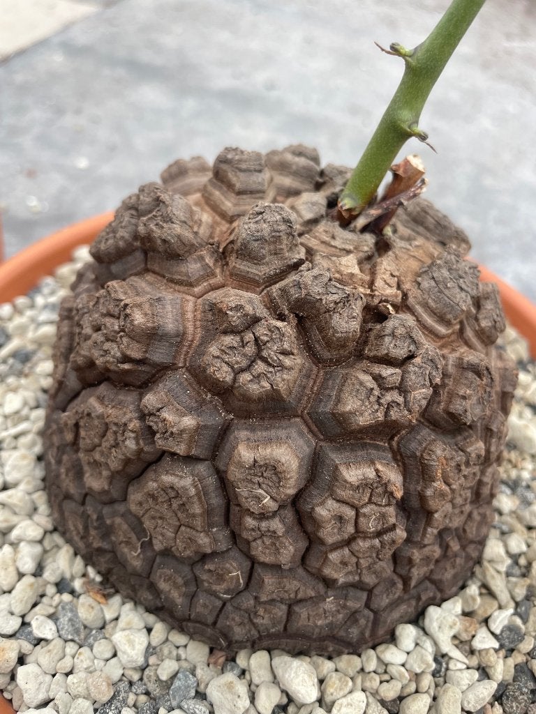 Caudex plant Dioscorea Elephantipes var Montana potmaat 20cm, Overige soorten, Ophalen of Verzenden, In pot, Minder dan 100 cm