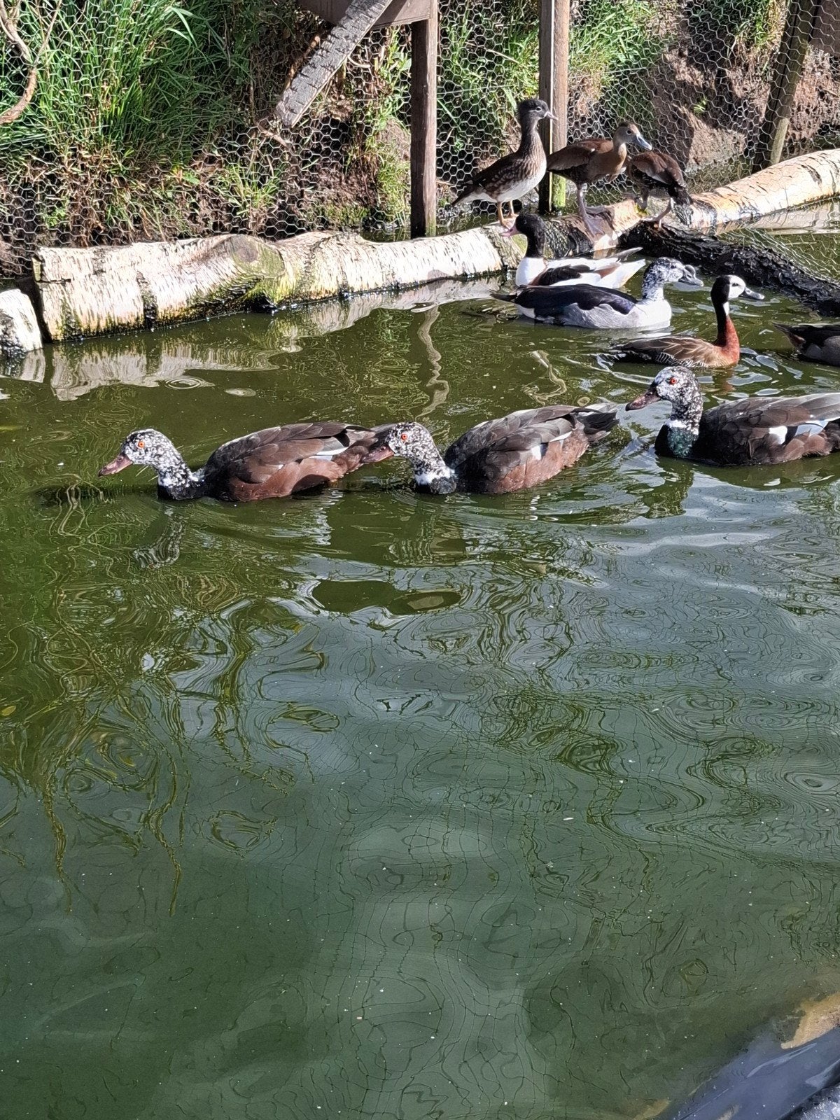 te koop siereenden, Dieren en Toebehoren, Meerdere dieren, Eend