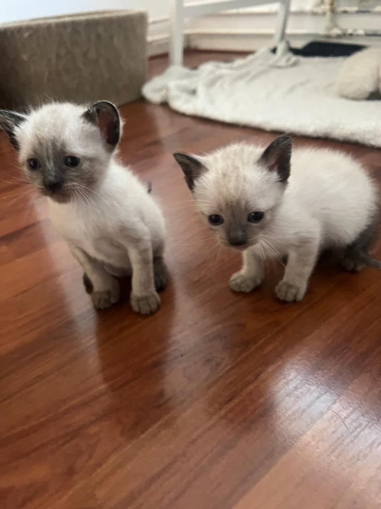 Siamese Kitten – Een Vriendje voor het Leven, Meerdere dieren, Ontwormd, 0 tot 2 jaar