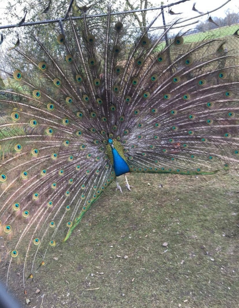Broedeieren Blauwe Pauw