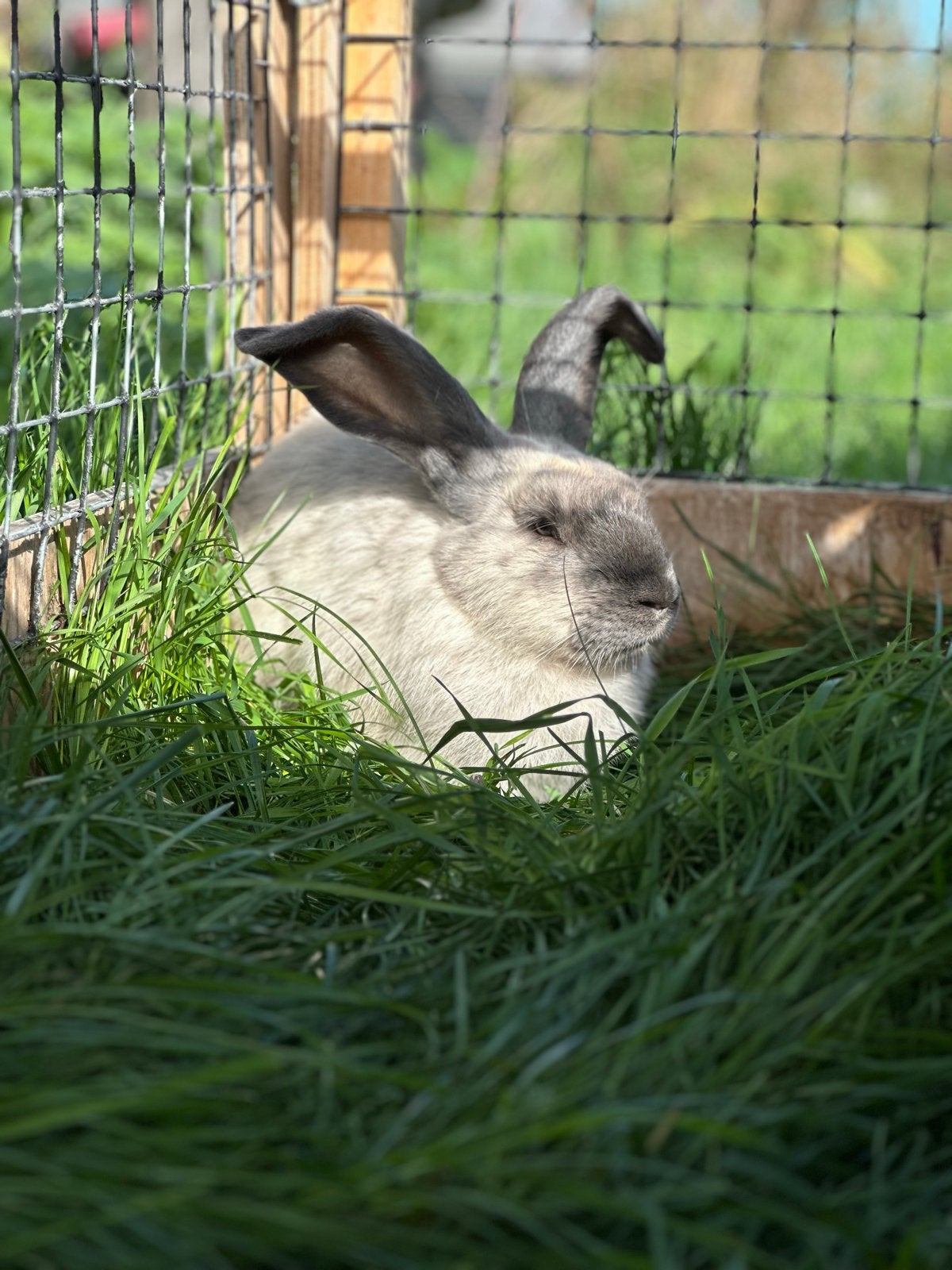 Duitse reus ram, Dieren en Toebehoren, Mannelijk, Groot, 0 tot 2 jaar