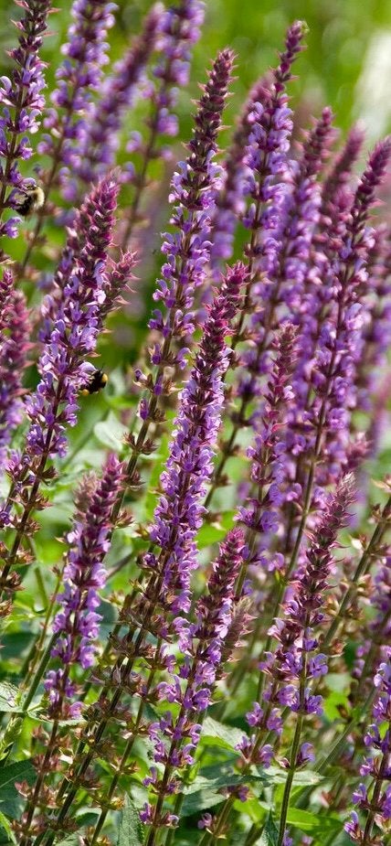 Salvia nemorosa ‘Amethyst’ - Zaden uit eigen gifvrije tuin, Ophalen of Verzenden, Najaar, Volle zon, Zaad