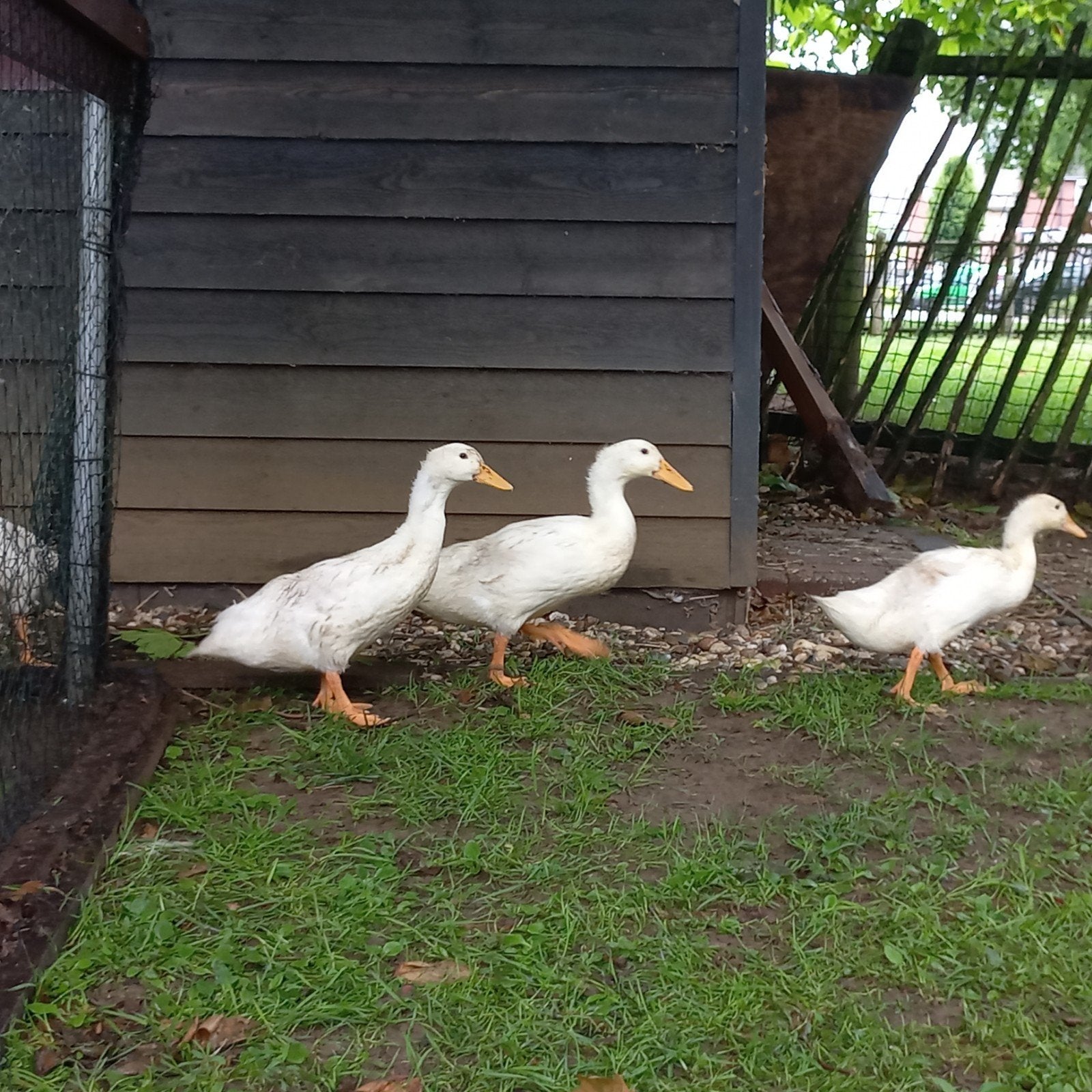Loopeenden, Dieren en Toebehoren, Meerdere dieren, Eend