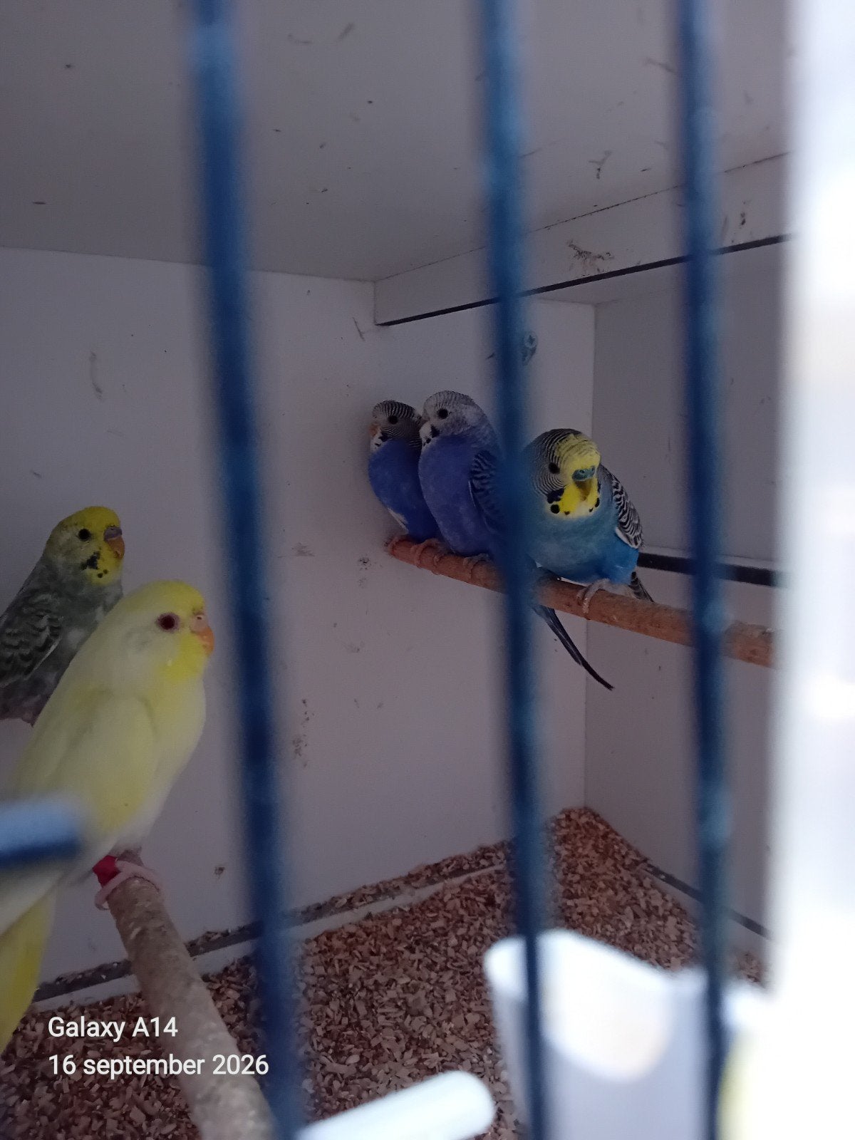 jonge grasparkietjes., Meerdere dieren, Parkiet