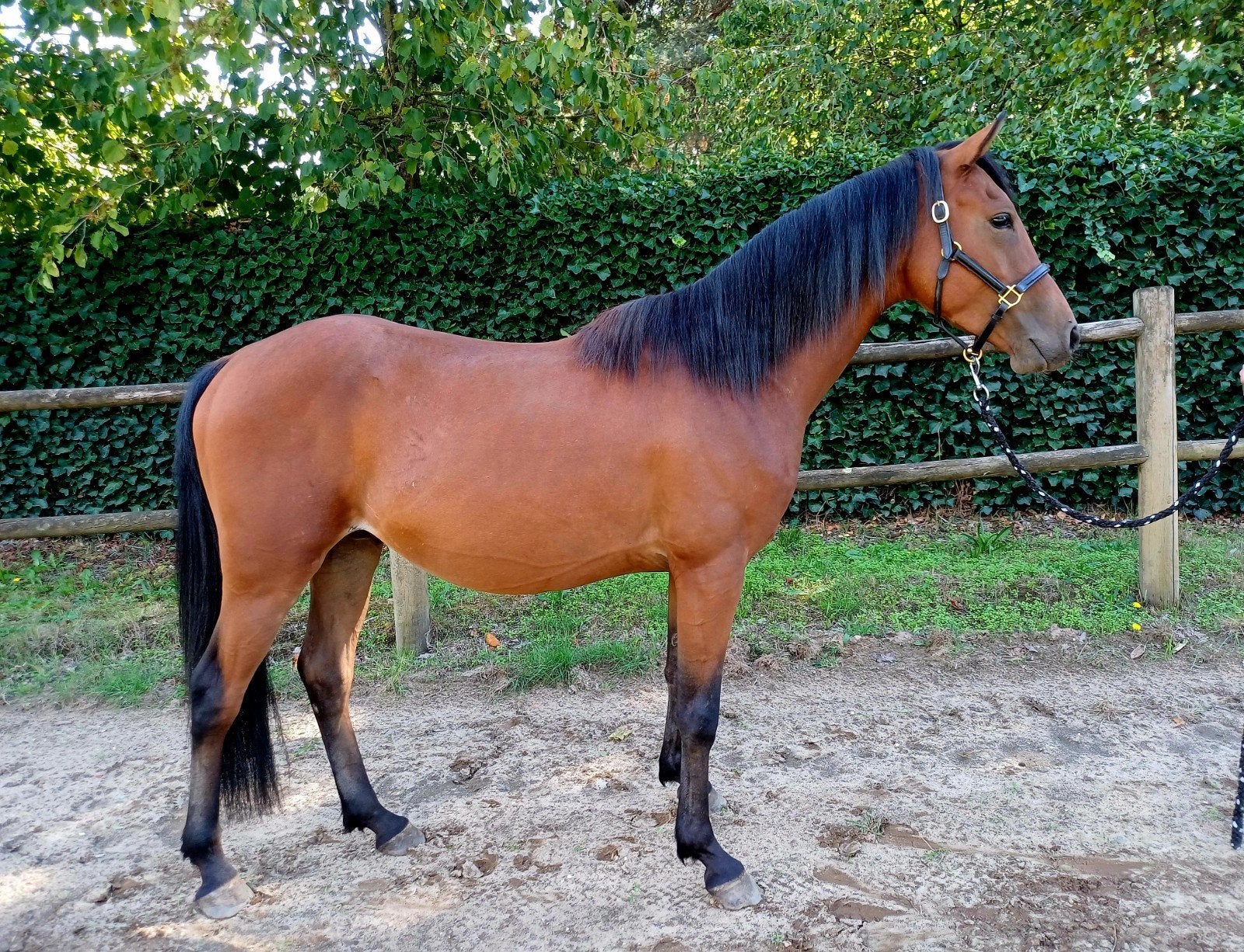 3,5 jarige D pony ruin met afstammeling! en 2 brave shetland, Dieren en Toebehoren, Pony's, Met stamboom, Ruin, 3 tot 6 jaar, Onbeleerd