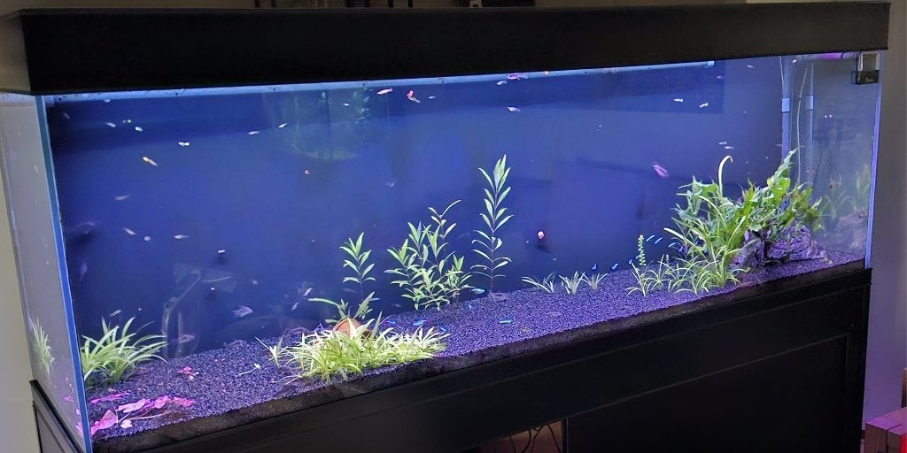 Compleet aquarium te koop inclusief vissen en extra’s., Ophalen, Gebruikt, Overige merken, Gevuld zoetwateraquarium