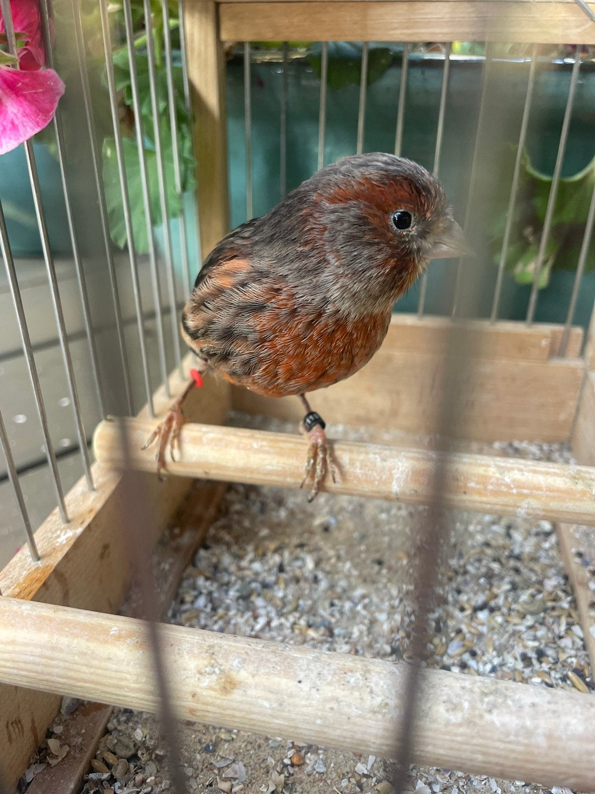 Zwart Rood Split Kobalt Kanarie Pop, Vrouwelijk, Kleurkanarie
