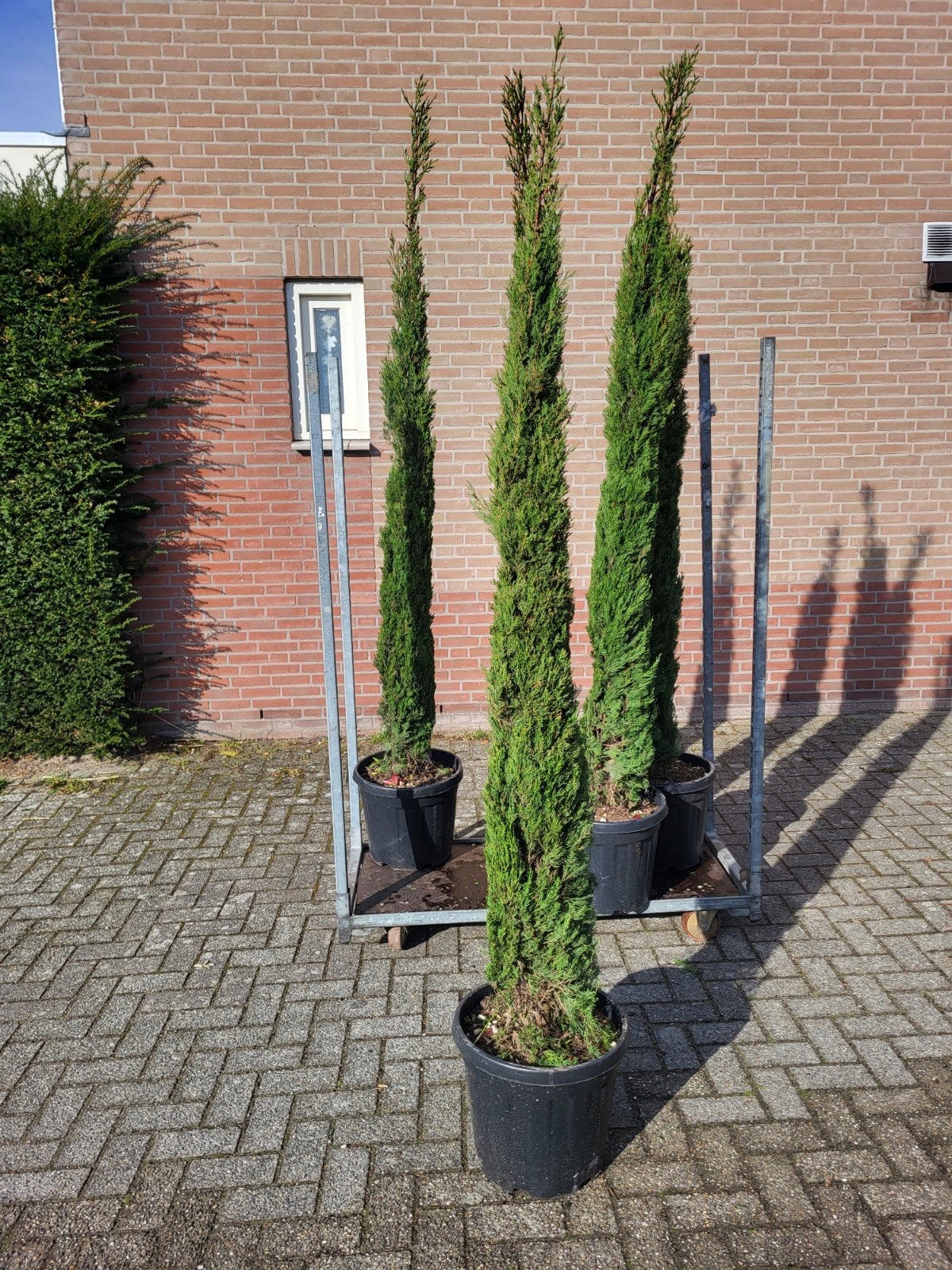 cupressus sempervirens 2 m, Ophalen of Verzenden, Minder dan 100 cm