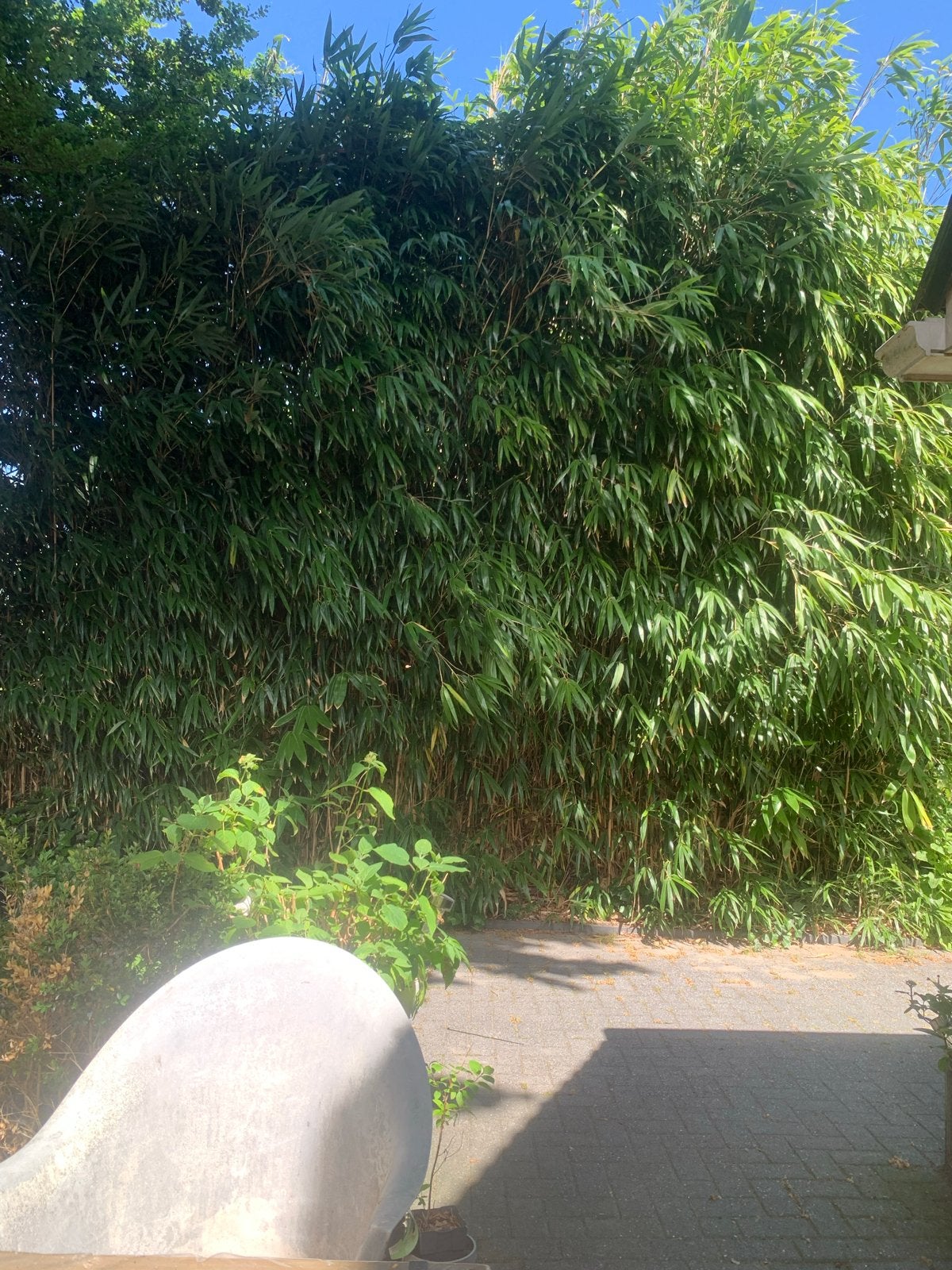 Bamboe stokken - bonenstaak minimaal 3 meter, Tuin en Terras, Planten | Tuinplanten, Ophalen of Verzenden
