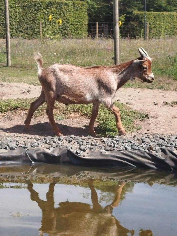 Mooie bok te koop!!, Dieren en Toebehoren, Mannelijk, Geit, 0 tot 2 jaar