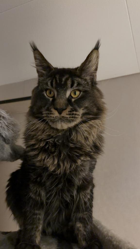 Maine coon kater, Dieren en Toebehoren, Katten en Kittens | Raskatten | Langhaar, Kater, Gechipt