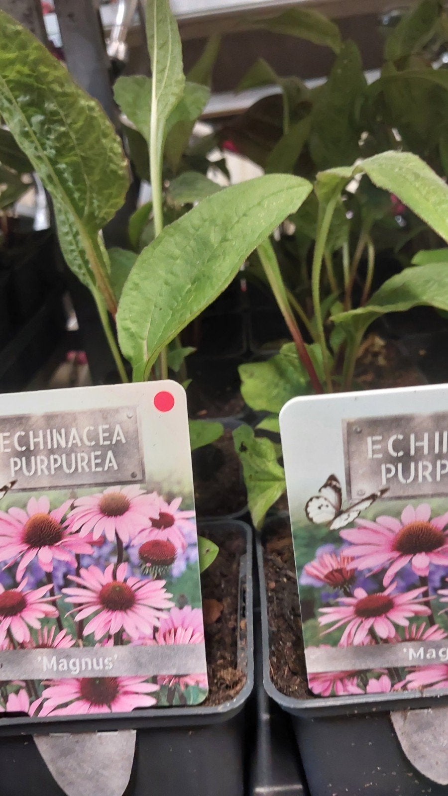 ‼️8 PLANTEN 10 EURO‼️. VRIJDAG 10 TOT 19 UUR, Ophalen of Verzenden