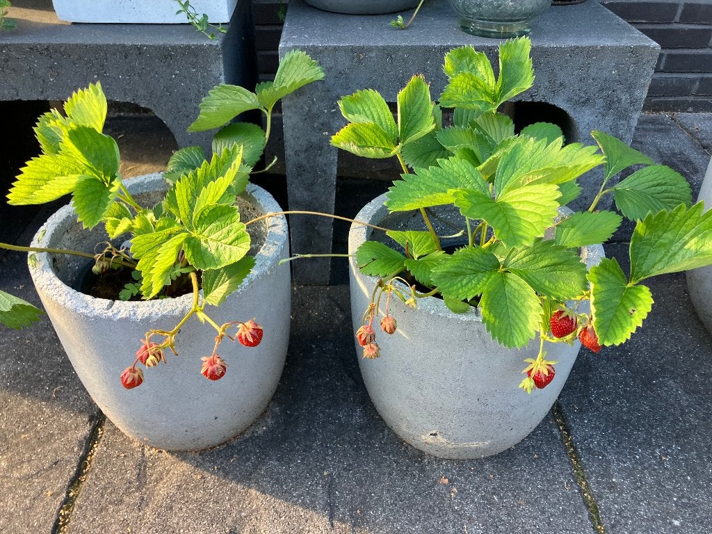 aardbei, Margriet plantenbakken bloeiende tuinplanten v.a., Tuin en Terras, Ophalen, Rond, Zo goed als nieuw, Balkon