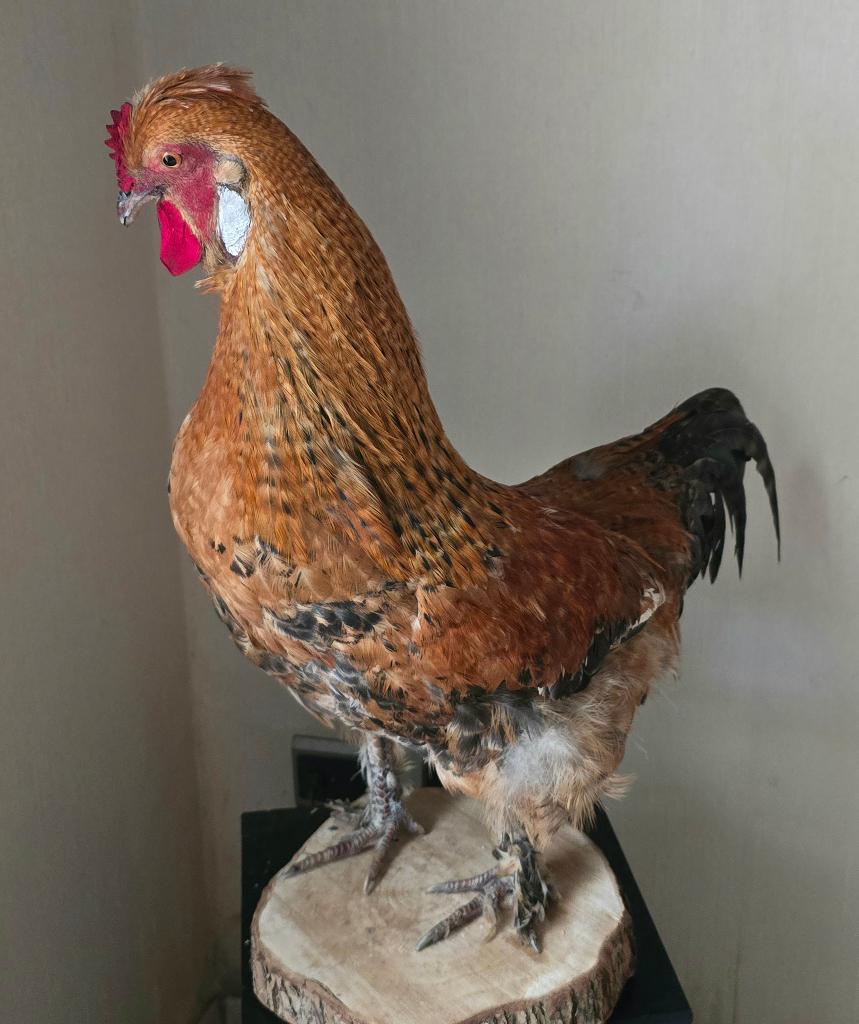 opgezette dieren en vogels: kippen, kanarie, ekster....., Ophalen of Verzenden, Nieuw, Vogel, Opgezet dier