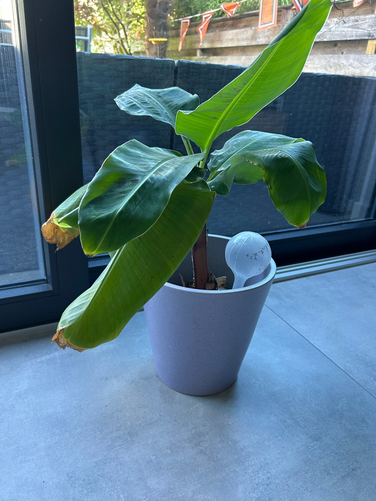 Dwerg bananenplant, Ophalen, Overige soorten, In pot, Minder dan 100 cm