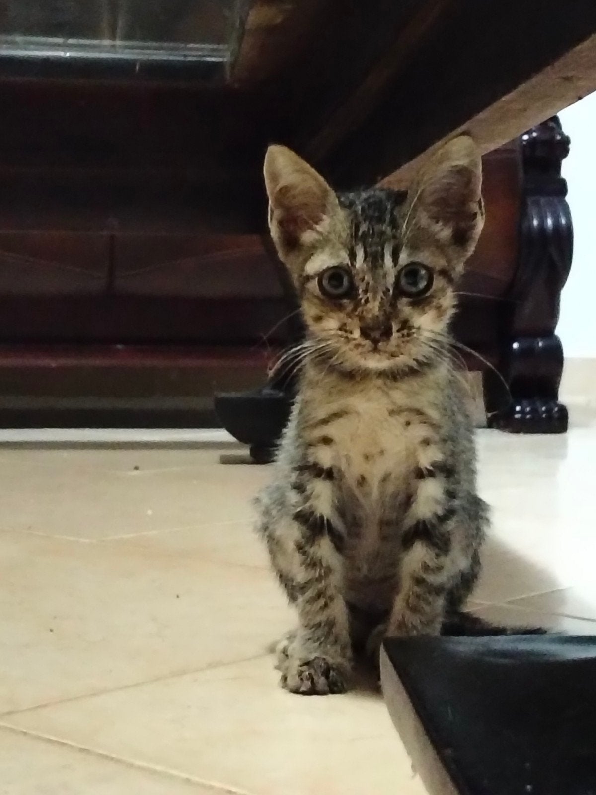 Kitten,, Kater