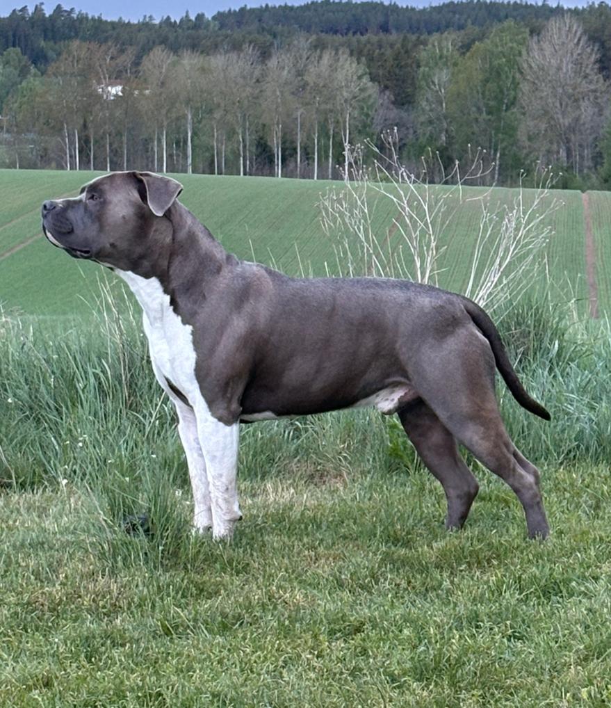 American stafford dekreu open for stud, Dieren en Toebehoren, Reu, 1 tot 2 jaar, Parvo, Eén hond
