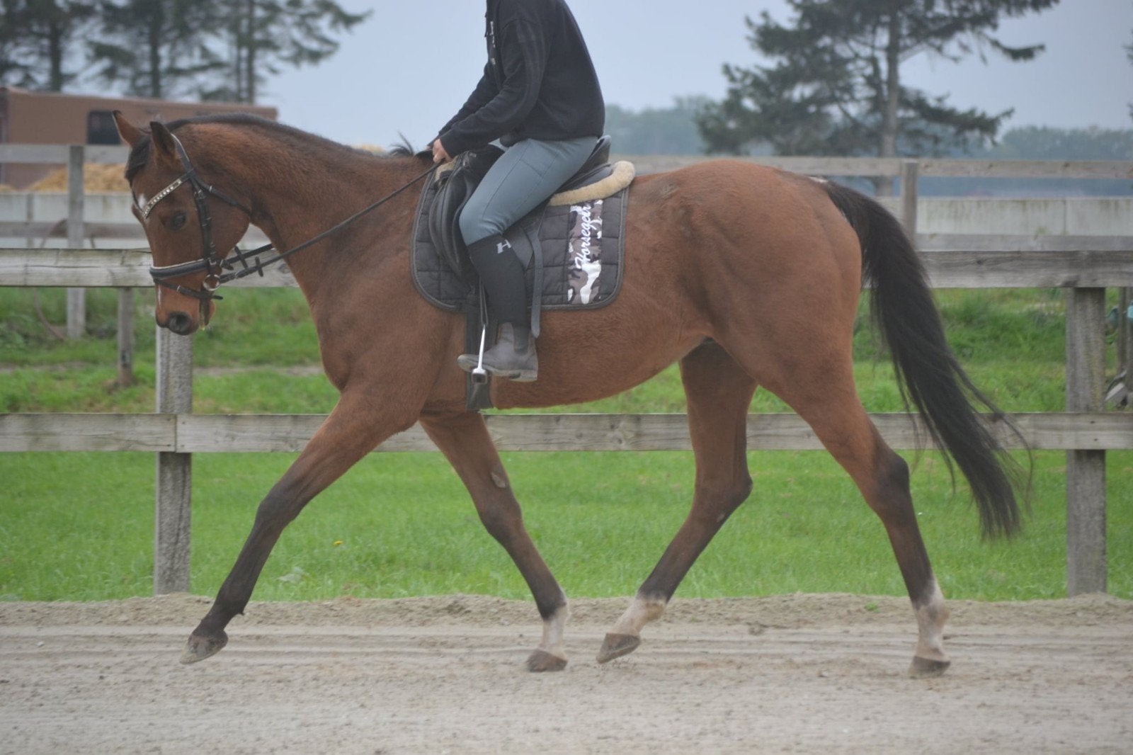 leuke brave ruin, Dieren en Toebehoren, Ruin, 7 tot 10 jaar