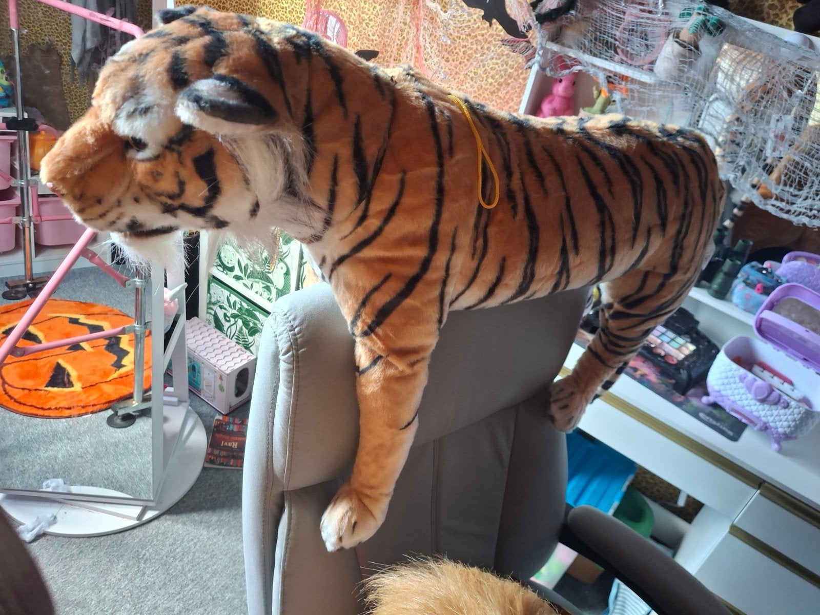 tijger groot, Ophalen