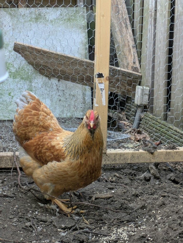 wyandotte kriel haan, kraait nog niet!, Dieren en Toebehoren, Mannelijk, Kip
