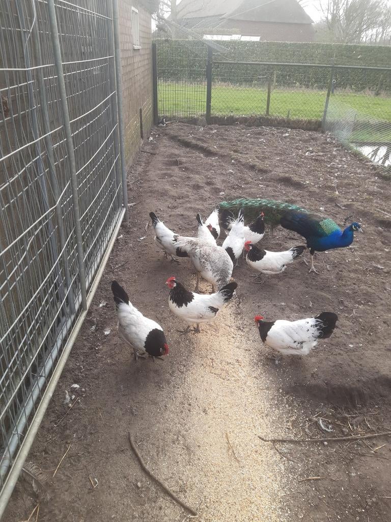 Te koop broedeieren van de lakenvelder grote, Geslacht onbekend, Kip