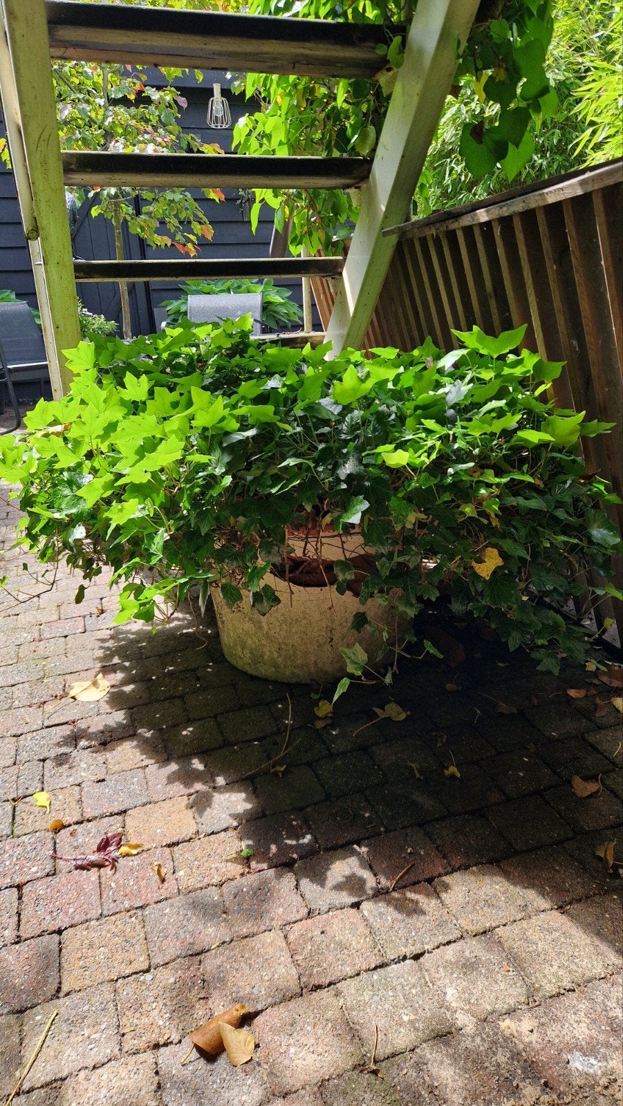 Gratis af te halen: KLIMOP, Tuin en Terras, Planten | Struiken en Hagen, Ophalen, Overige soorten, 100 tot 250 cm
