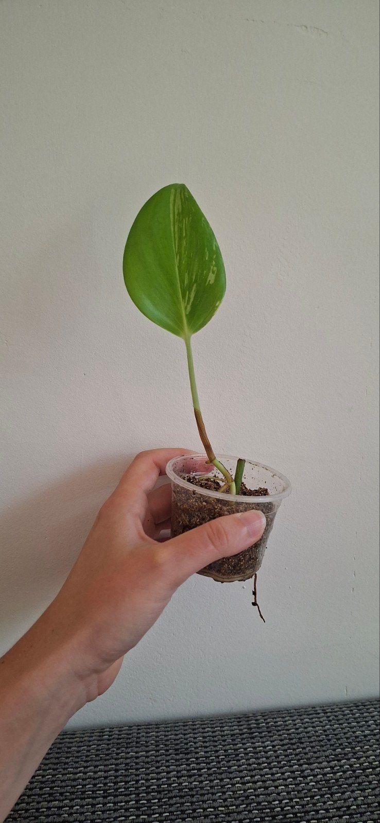 kleine stek scindapsus moonlight variegata, Ophalen, Halfschaduw, Minder dan 100 cm