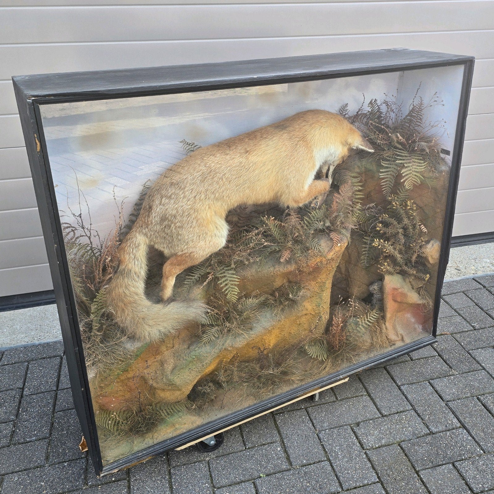 Opgezette vos in grote vitrine, antiek, Victoriaans, Engels, Ophalen, Wild dier, Opgezet dier