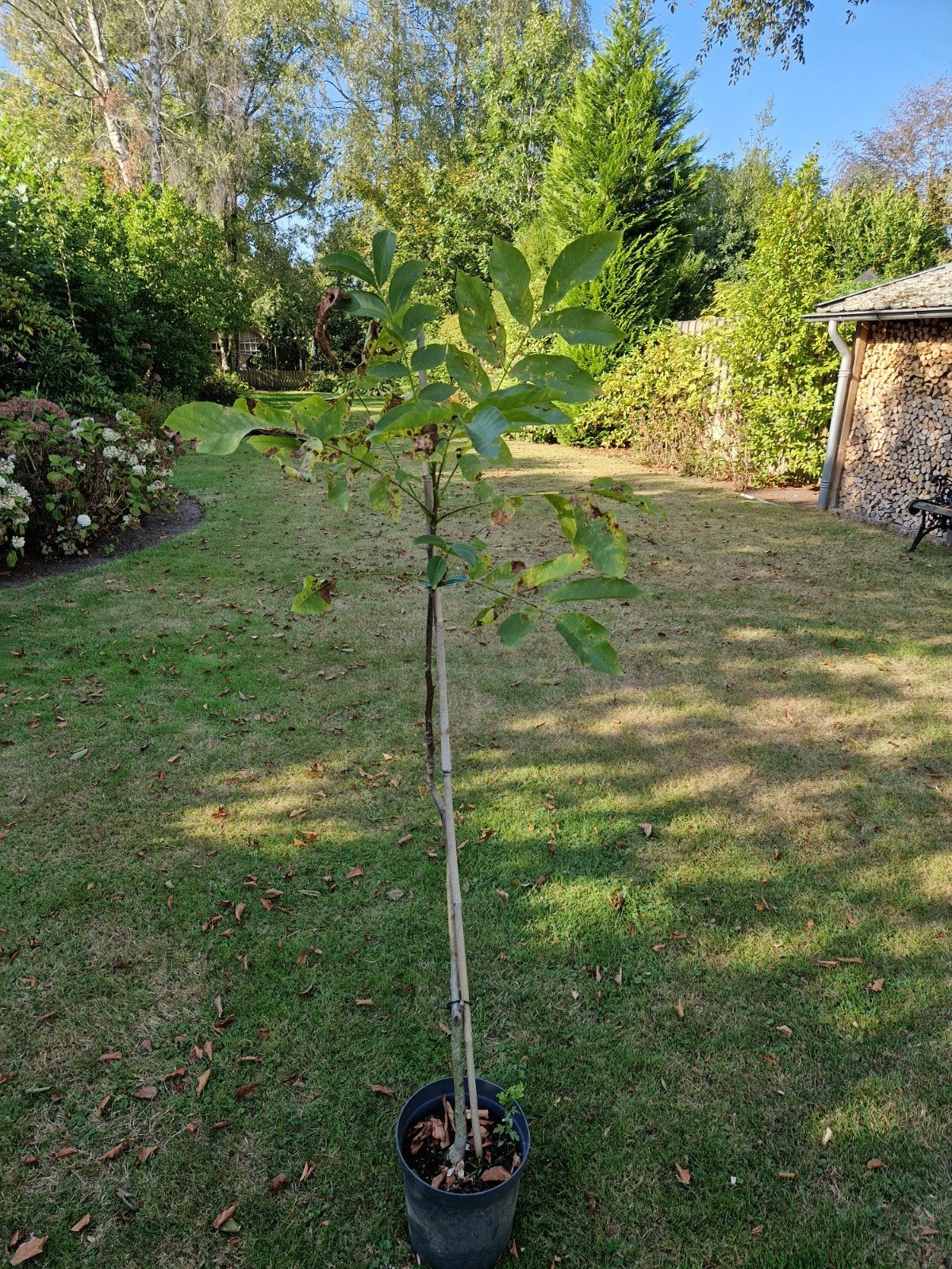 notenboom, Ophalen, Volle zon, Overige soorten, 100 tot 250 cm