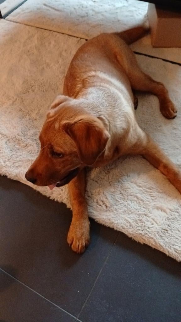Huis / honden / dieren oppas nodig ? Stuur gerust een pb, Ophalen